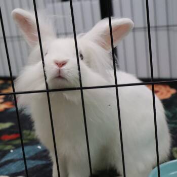 Pig Pen -  Lionhead Rabbit for Adoption in The Woodlands, Texas - Pig Pen | PetCurious