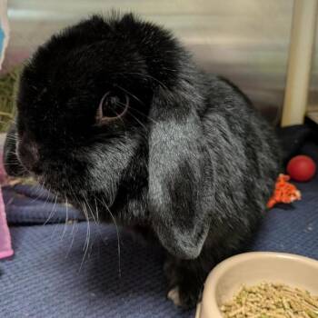 Coco -  Holland Lop Rabbit for Adoption in Des Moines, Iowa - Coco | PetCurious