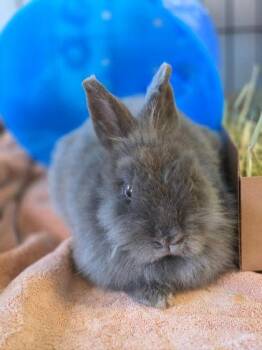 Lionhead Rabbits Available for Adoption in Roseville, California - Rhino | PetCurious