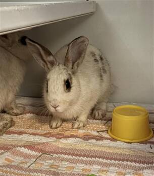 TOFFEE -  Bunny Rabbit Rabbit for Adoption in Camarillo, California - TOFFEE | PetCurious