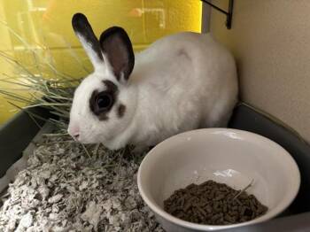 JASMINE -  English Spot Rabbit for Adoption - JASMINE | PetCurious