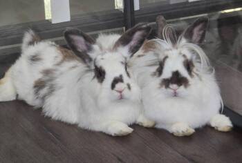 Rescue Lionhead Rabbits for Adoption in Saint Charles, Missouri - Lala And Loopsy | PetCurious
