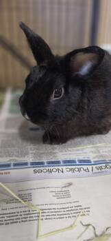 Bun Jovi -  Rex Rabbit for Adoption in Honolulu, Hawaii - Bun Jovi | PetCurious
