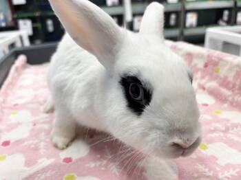 Melissa -  Dwarf Rabbit for Adoption in Westford, Massachusetts - Melissa | PetCurious