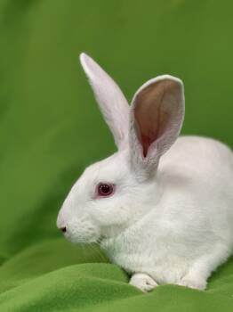 Rescue American Rabbits for Adoption in Westerville, Ohio - Liberty | PetCurious