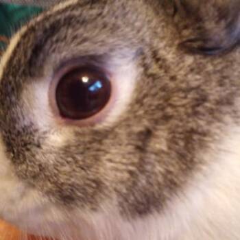 Marie -  Dutch Rabbit for Adoption in Kalamazoo, Michigan - Marie | PetCurious