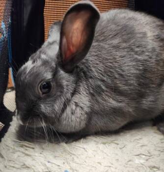 GRAY MOMMA -  Bunny Rabbit Rabbit for Adoption in Burbank, California - GRAY MOMMA | PetCurious