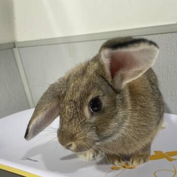 New Zealand Rabbits Available for Adoption in Tampa, Florida - Mopsy | PetCurious