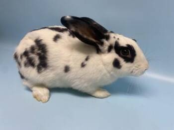 English Spot and Bunny Rabbit Rabbits Available for Adoption - Happy | PetCurious