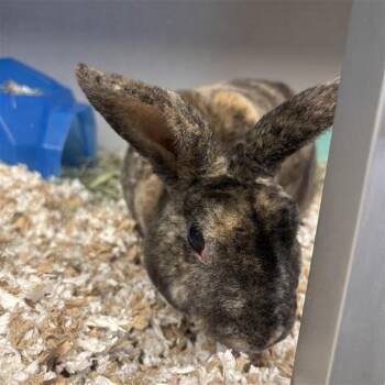 PETER PARKER -  Bunny Rabbit Rabbit for Adoption in Omaha, Nebraska - PETER PARKER | PetCurious