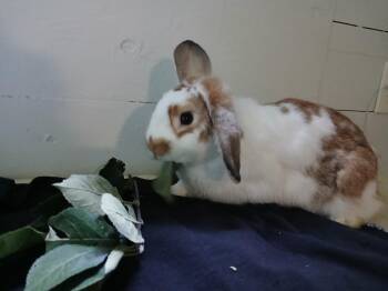 Rescue American and Lop Eared Rabbits for Adoption in Seattle, Washington - Butterbur | PetCurious