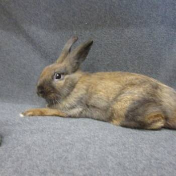 McGregor -  Lionhead and Bunny Rabbit Rabbit for Adoption in Wilmington, Delaware - McGregor | PetCurious