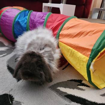 Rescue American Fuzzy Lop Rabbits for Adoption in Gig Harbor, Washington - Skylar | PetCurious