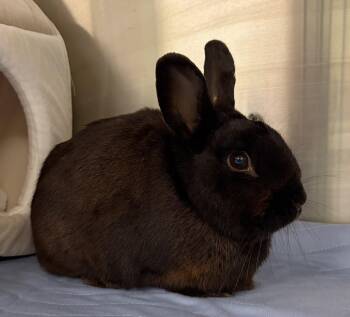 American Rabbits Available for Adoption in Oakland, California - Carl | PetCurious