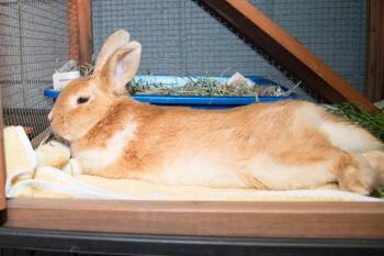 Bunny Rabbit Rabbits Available for Adoption in Santa Monica, California - BUTTERSCOTCH BUNZ | PetCurious