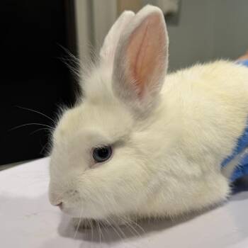 Slinky -  American Rabbit for Adoption in Tampa, Florida - Slinky | PetCurious