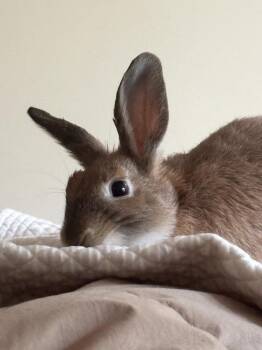 Pat -  Dwarf Rabbit for Adoption in Westford, Massachusetts - Pat | PetCurious