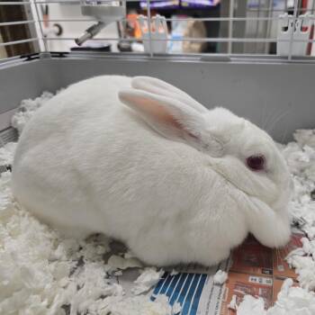 New Zealand Rabbits Available for Adoption in Allen, Texas - Snow White | PetCurious