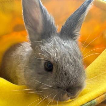 American Rabbits Available for Adoption in Napa, California - Hitch | PetCurious