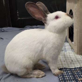 Ninja -  Himalayan Rabbit for Adoption in Kennebunk, Maine - Ninja | PetCurious