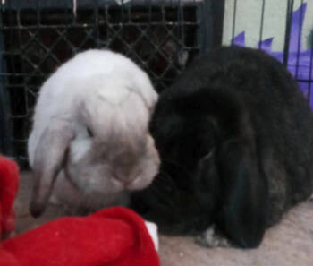 Rescue Mini Lop Rabbits for Adoption in Kalamazoo, Michigan - Onnie | PetCurious