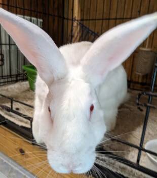 Flour (Bonded to Lurleen) -  New Zealand Rabbit for Adoption in Gainesville, Florida - Flour (Bonded To Lurleen) | PetCurious