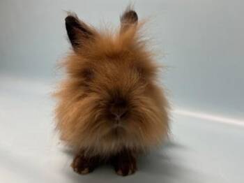 Sassy -  Lionhead Rabbit for Adoption in Golden Valley, Minnesota - Sassy | PetCurious