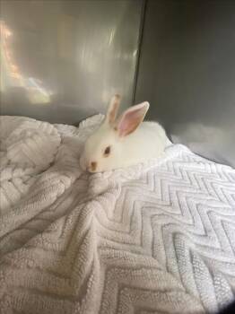 Rescue Bunny Rabbit Rabbits for Adoption in Santa Cruz, California - TOFFEE BEAN* | PetCurious