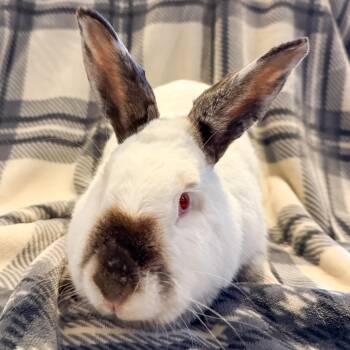 Sprinkles -  Californian Rabbit Available for Adoption in Cambridge, Ontario - Sprinkles | PetCurious
