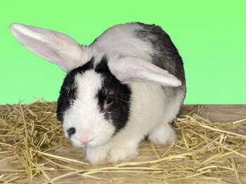 FLOR -  Bunny Rabbit Rabbit for Adoption in Fort Lauderdale, Florida - FLOR | PetCurious