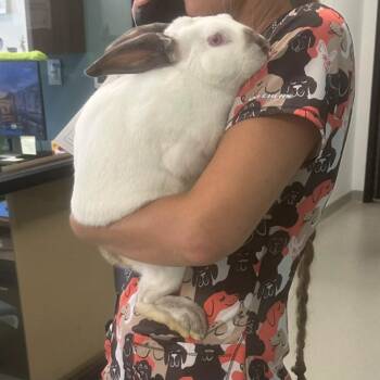 Thumper -  Californian Rabbit for Adoption in Abilene, Texas - Thumper | PetCurious
