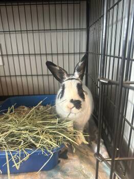 Hotot and Dwarf Eared Rabbits Available for Adoption - Flower | PetCurious