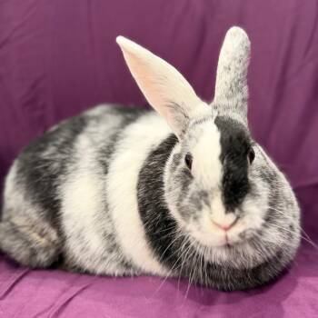 Harlequin Rabbits Available for Adoption in Champaign, Illinois - Deborah | PetCurious