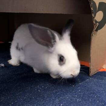Skippyjon Jones -  Mini Lop and Lionhead Rabbit for Adoption in Providence, Rhode Island - Skippyjon Jones | PetCurious