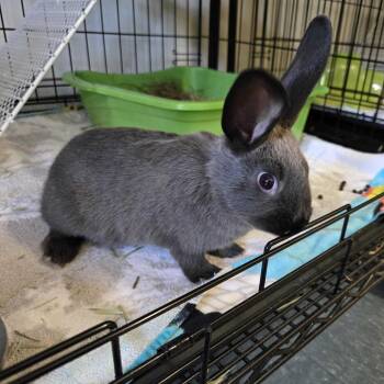 Bunny Rabbit Rabbits Available for Adoption in Asheville, North Carolina - Ash | PetCurious