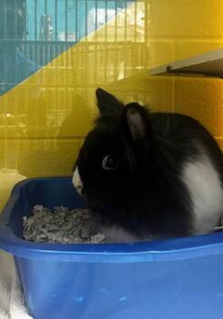 ERIE -  Bunny Rabbit Rabbit for Adoption - ERIE | PetCurious