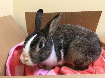 Bunny Rabbit Rabbits Available for Adoption in Tustin, California - BULLSEYE | PetCurious