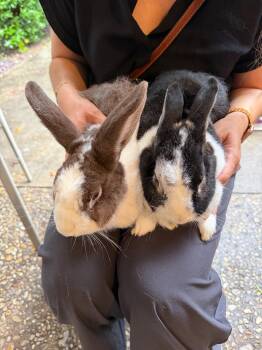 Willa & Sadie -  Dutch Rabbit for Adoption in Los Angeles, California - Willa & Sadie | PetCurious
