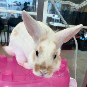 Rescue New Zealand Rabbits for Adoption in Lindon, Utah - Peter | PetCurious