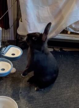 Rescue American Rabbits for Adoption - Dini Friendly | PetCurious