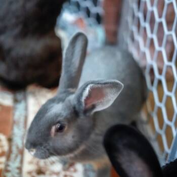 Rescue American Rabbits for Adoption - Earl Grey | PetCurious