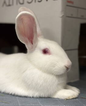 Rescue American Rabbits for Adoption in Oakland, California - Grasshopper | PetCurious