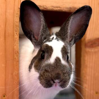 English Spot Rabbits Available for Adoption - Aster | PetCurious