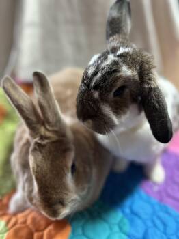 Rescue Holland Lop and Satin Rabbits for Adoption in San Antonio, Texas - Diego & Luna | PetCurious