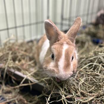 Chip -  Netherland Dwarf Rabbit for Adoption in Davenport, Iowa - Chip | PetCurious