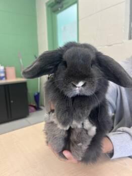 Blue -  Holland Lop Rabbit for Adoption in Largo, Florida - Blue | PetCurious