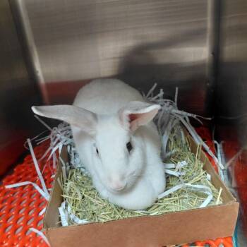 American Rabbits Available for Adoption in Cincinnati, Ohio - Taffy | PetCurious