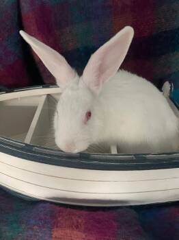 Rescue Florida White Rabbits for Adoption in Melbourne, Florida - Chiffon | PetCurious