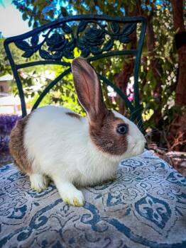 Rescue Dutch Rabbits for Adoption in Los Angeles, California - Bashful | PetCurious