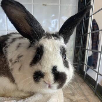 American Rabbits Available for Adoption in West Des Moines, Iowa - Willie | PetCurious